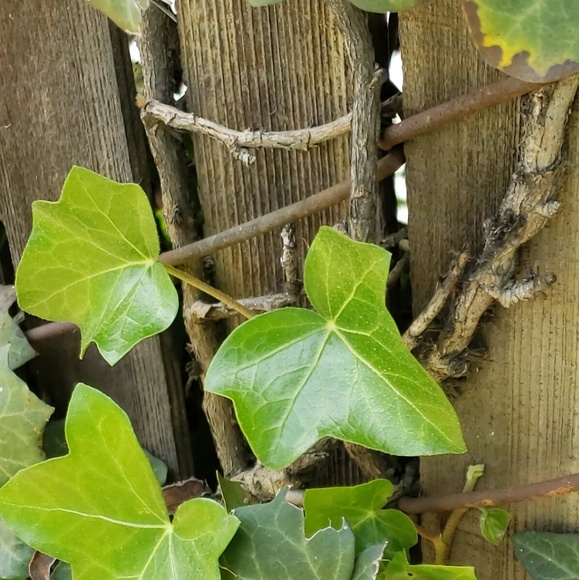 Meet your Posher, Paula - Picture 2 of 2